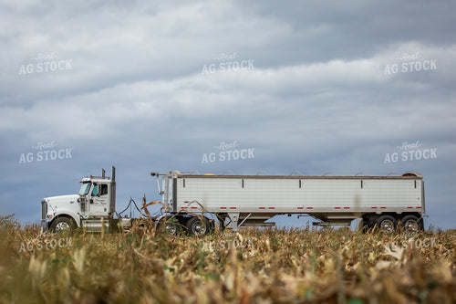 Corn Harvest 270653