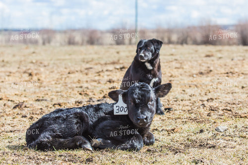 Calf 138126