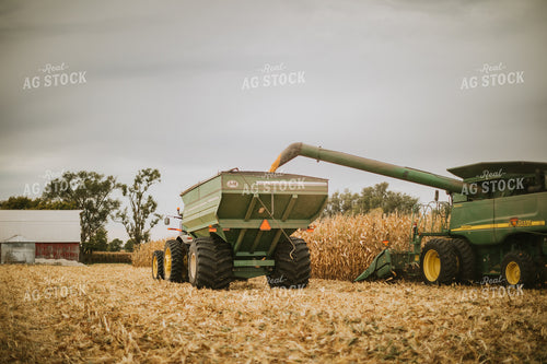Corn Harvest 6611