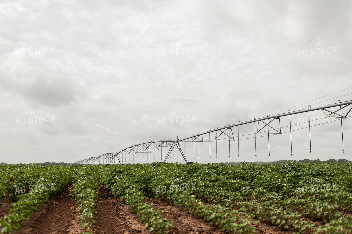 Irrigating Cotton Field 59112