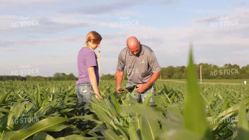 Farmer and Daughter Checking Corn 9194