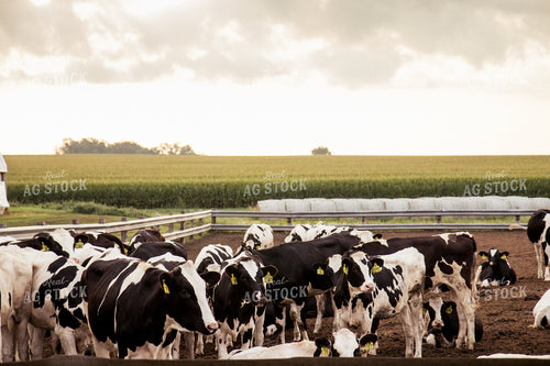 Holstein Cattle in Lot 67390