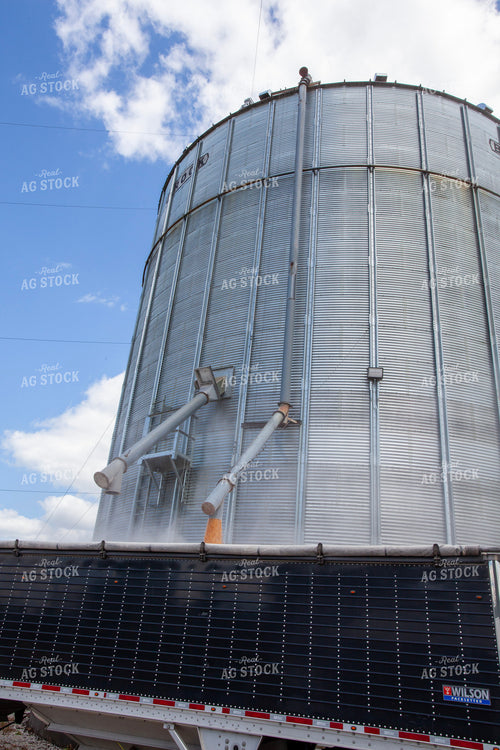 Loading Semi Truck from Grain Bin 132067