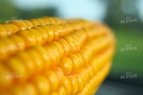 Macro Corn Kernels 191240