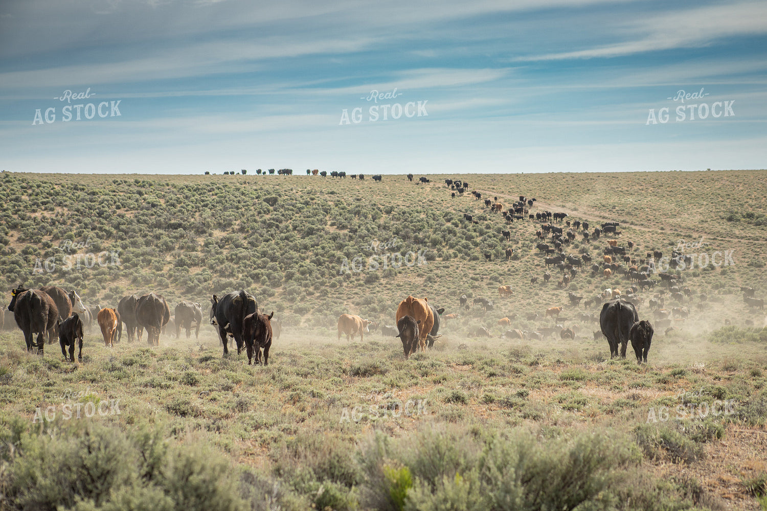 Cattle Drive 78221