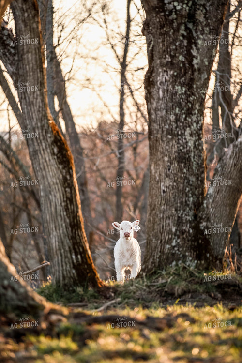 Charolais Calf 230011