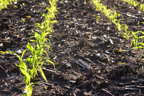 Early Growth Corn 209000