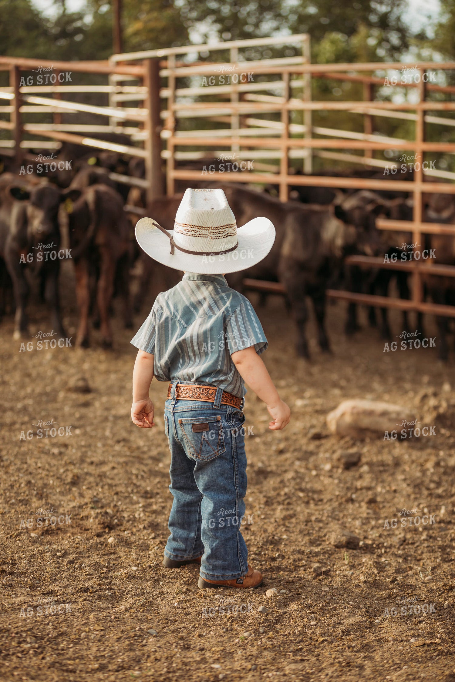 Ranch Kid Watching Cattle 285064