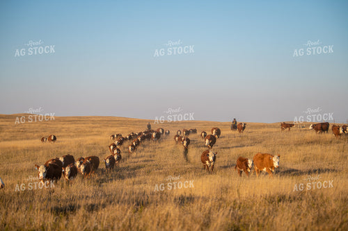 Rancher Herding Cattle on Horseback 212134