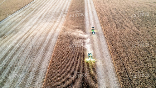 Corn Harvest 65246
