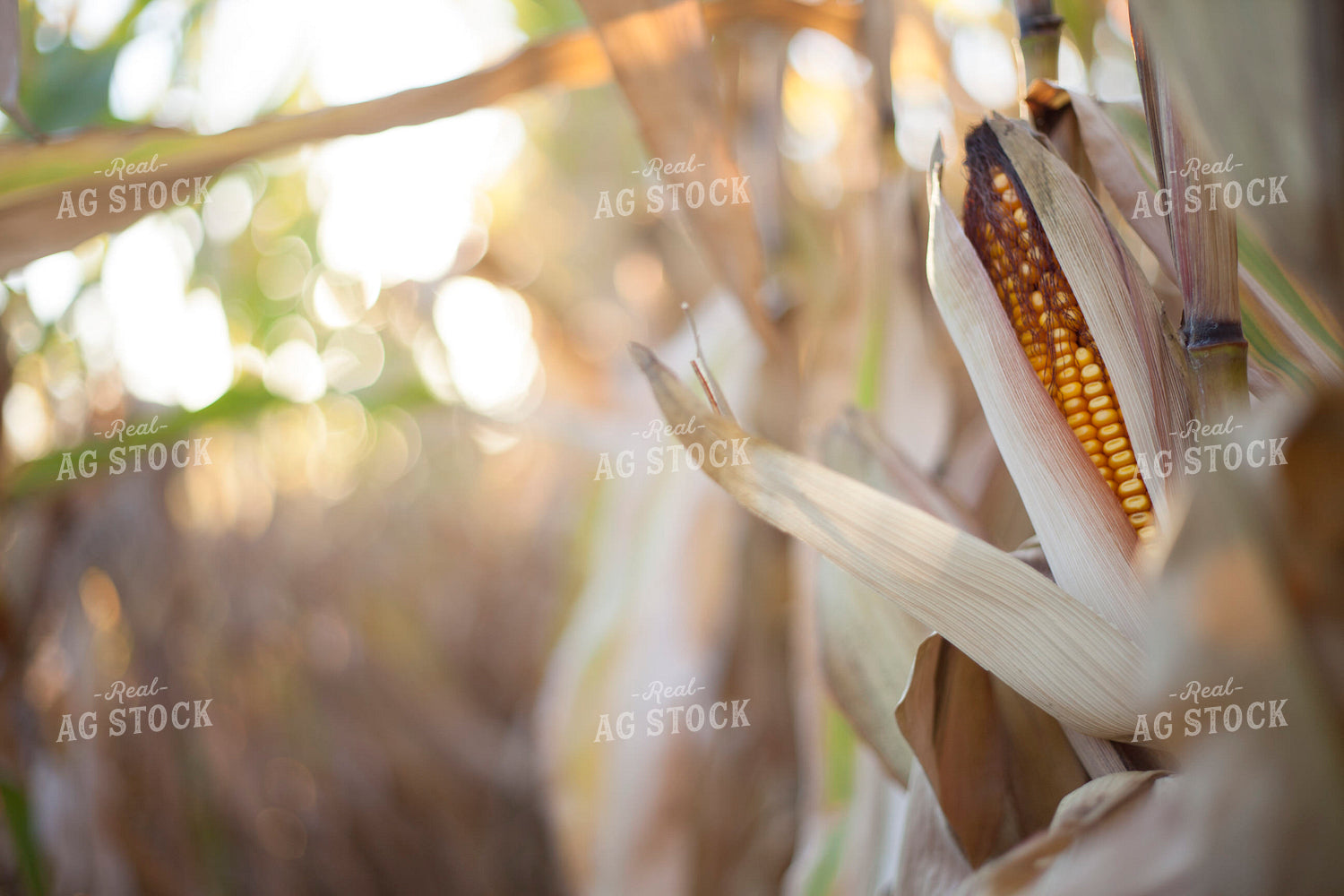 Corn - Dry 1353