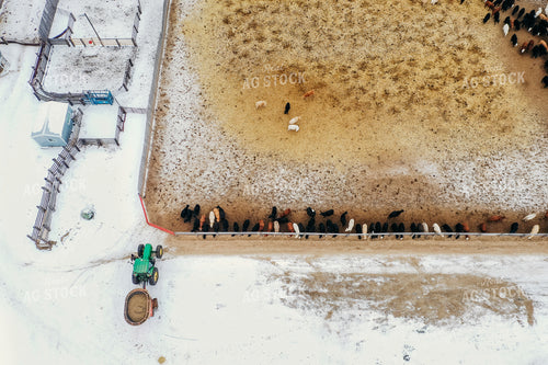 Feeding Cattle in Feedlot 64048