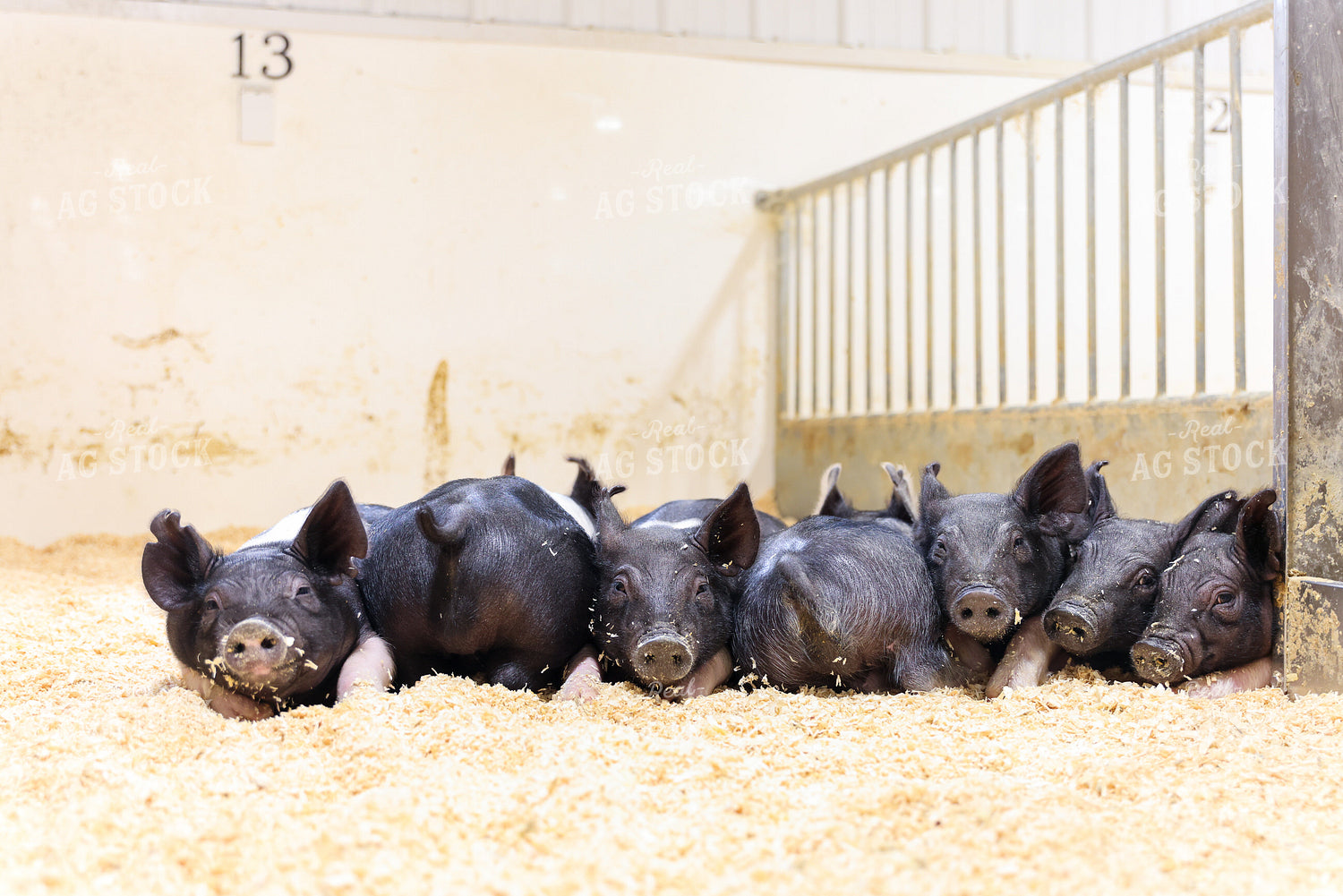 Piglets 233029