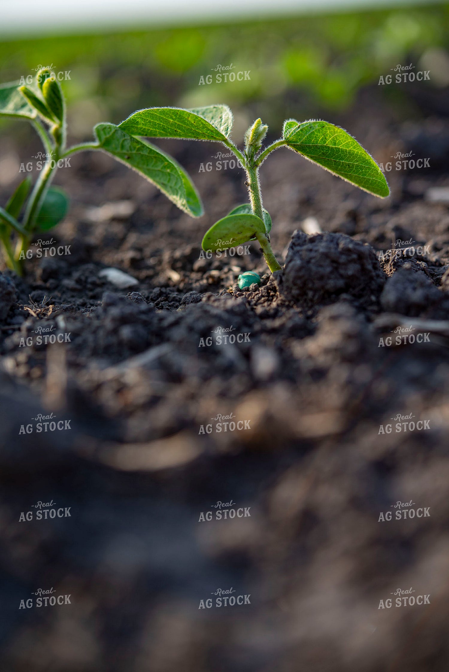 Early Growth Soybean Plant 136093