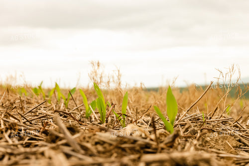 Early Growth Corn 233008