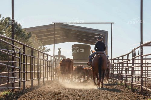 Farm Kid on Horse with Cattle 97021