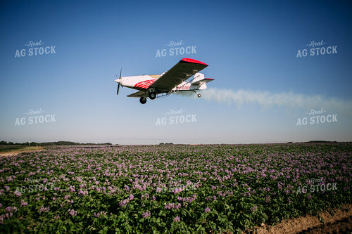 Crop Duster over Flowering Potato Field 169028