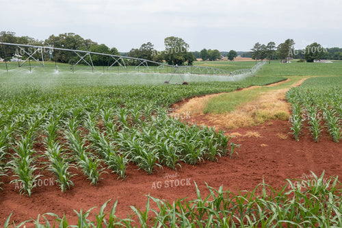 Irrigator Running in Midseason Corn Field 79308