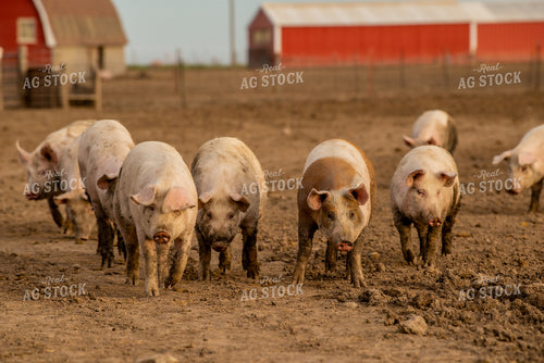 Pigs 299027
