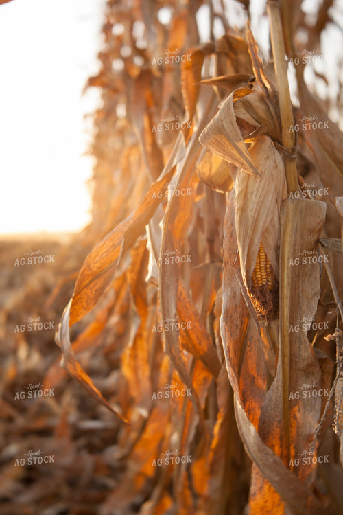 Corn - Dry 1347