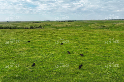 Aerial of Summer Pasture 141292