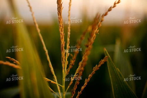 Corn - Mid-Season 2301