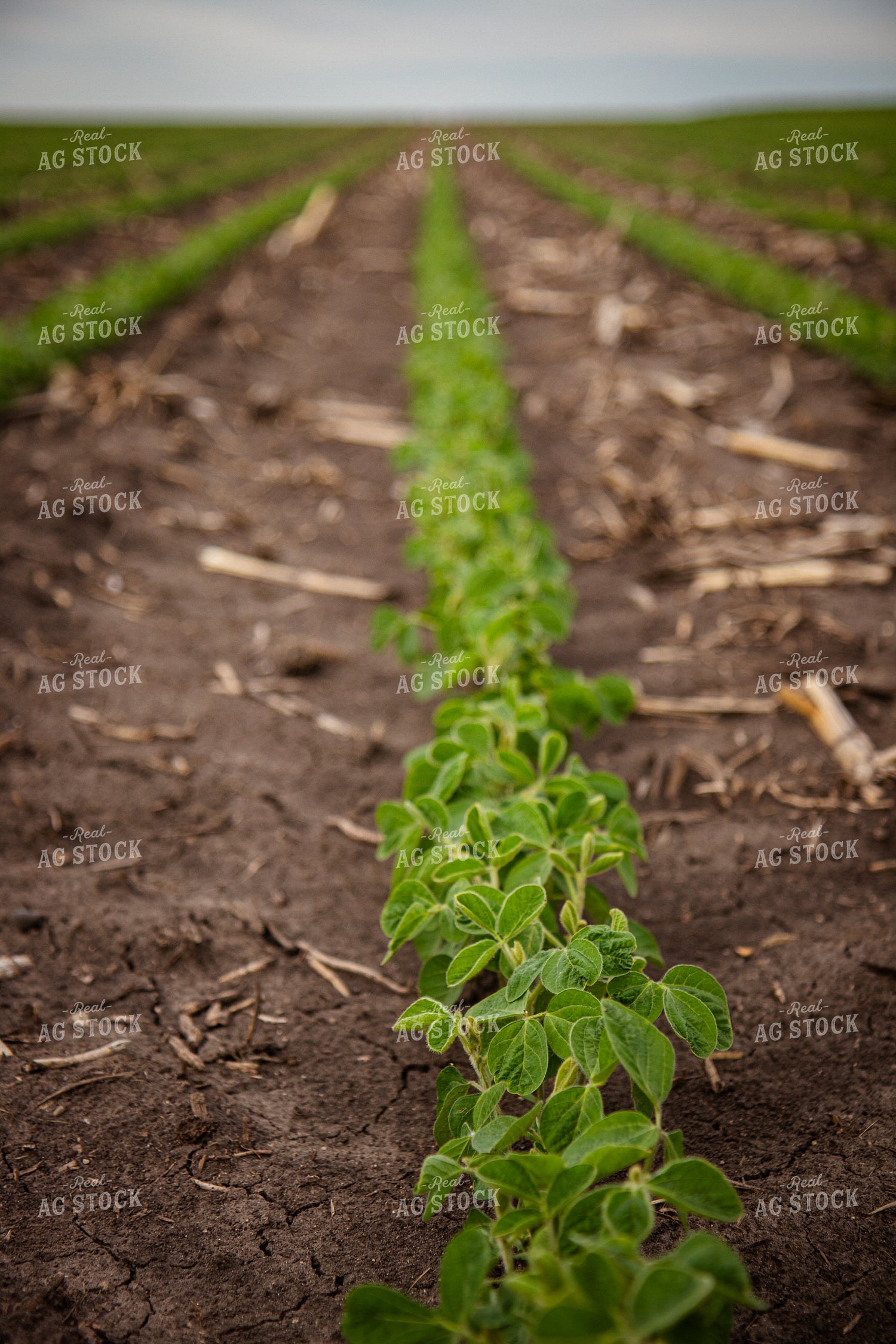 Early Growth Soybeans 67797
