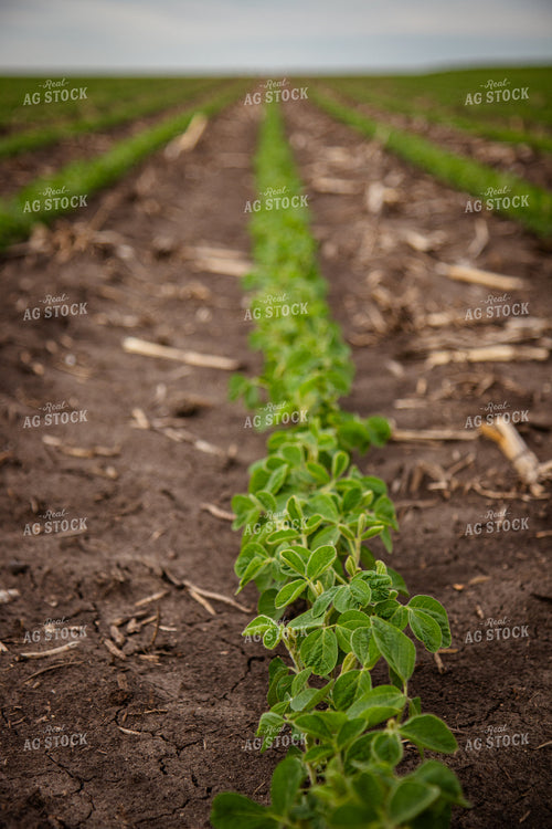 Early Growth Soybeans 67797