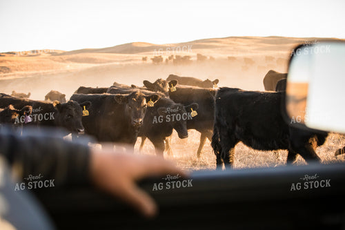 Farmer Checking Cattle in Truck 147004