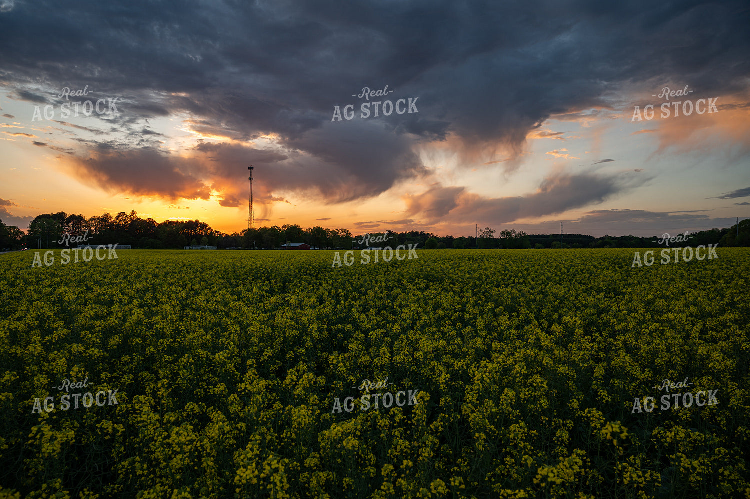 Canola 149077