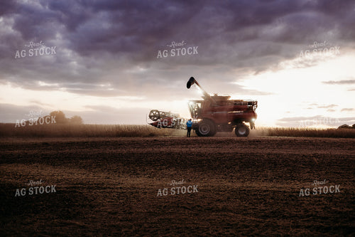 Soybean Harvest 281114