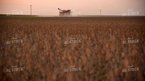 Combine Harvesting Soybeans at Sunset 25767