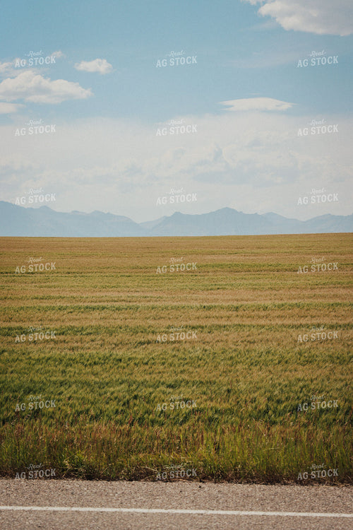 Ripening Wheat Field 83081