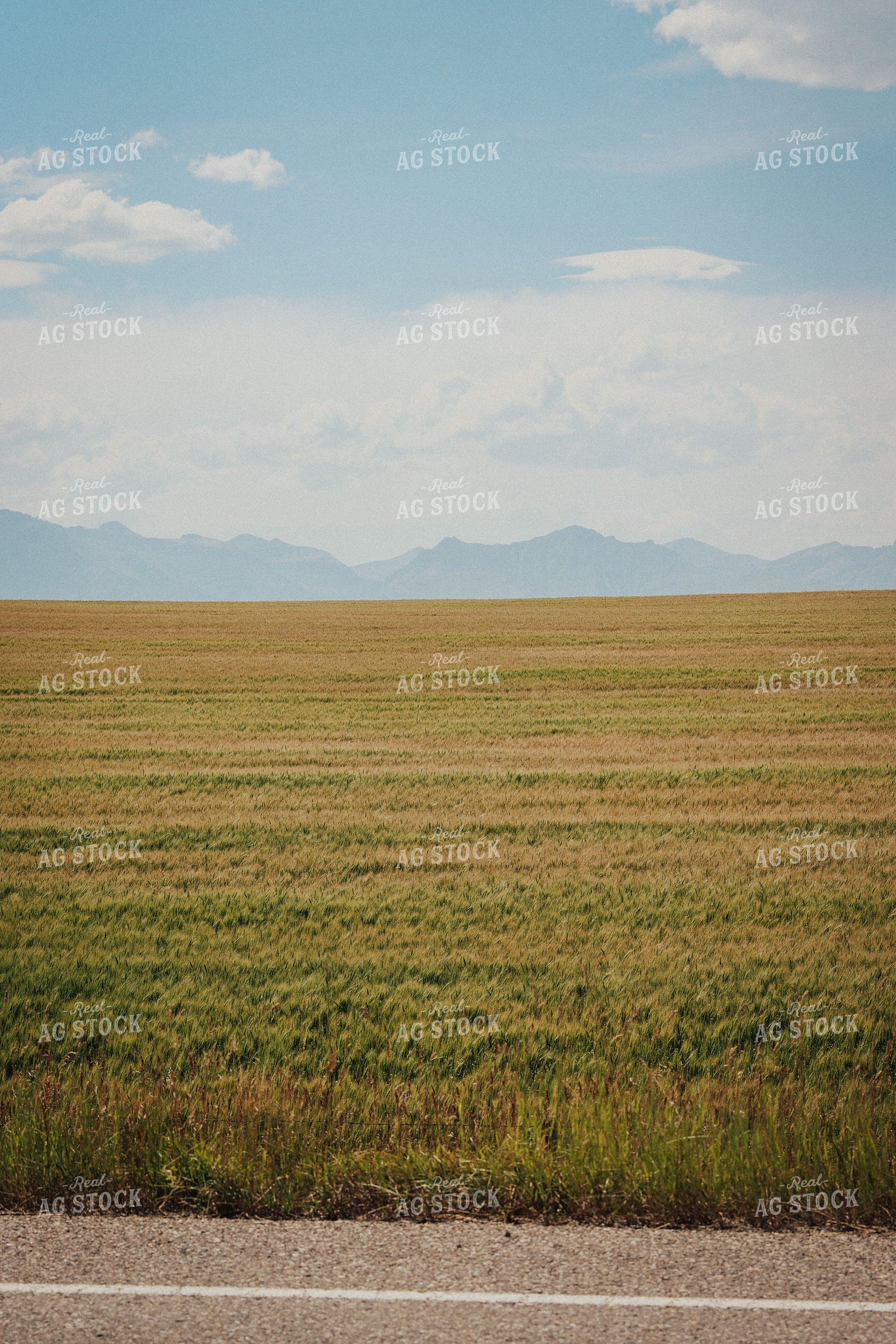 Ripening Wheat Field 83081