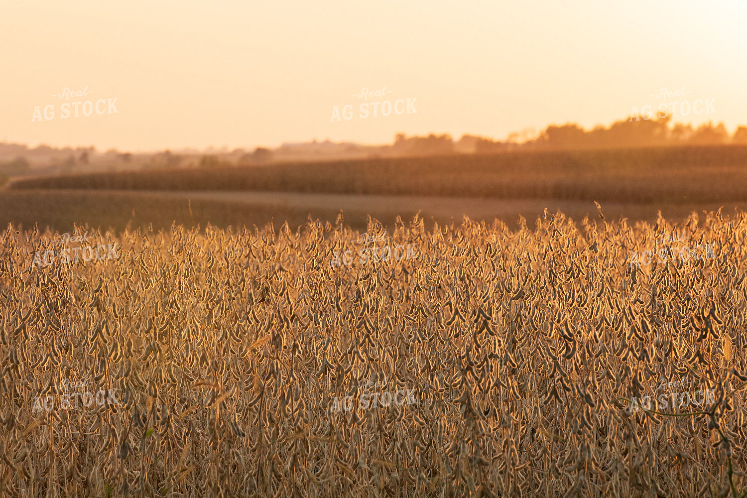 Dried Soybean Field 145092
