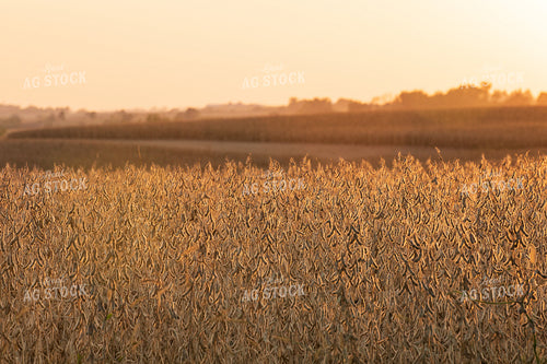 Dried Soybean Field 145092