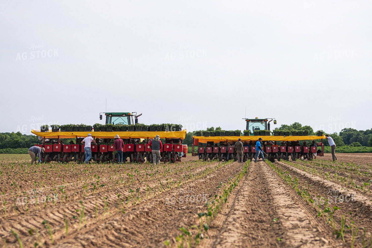 Planting Sweet Potatoes 158018