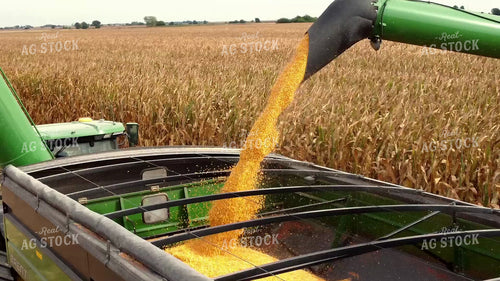 Corn Harvest 287040