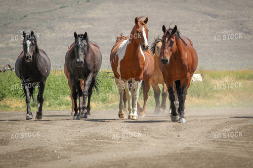 Horses Trotting 78011