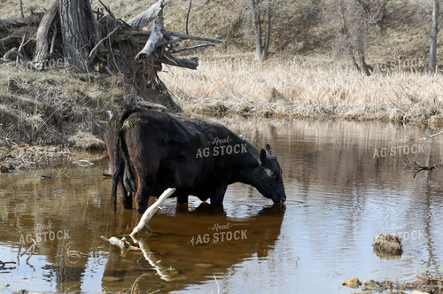 Angus Cattle in Creek 117174