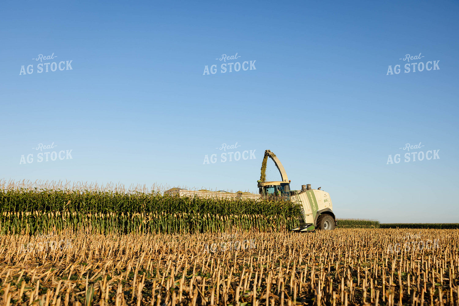Chopping Corn Silage 152993