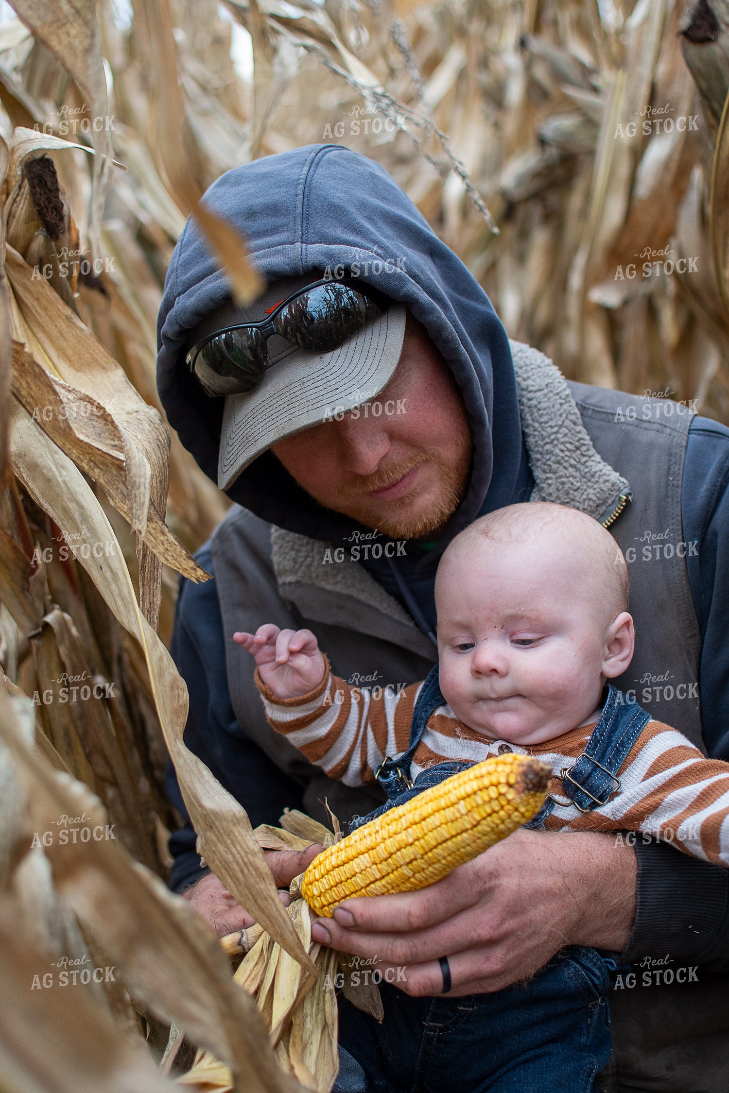 Father and Son Yield Checking Corn 50438