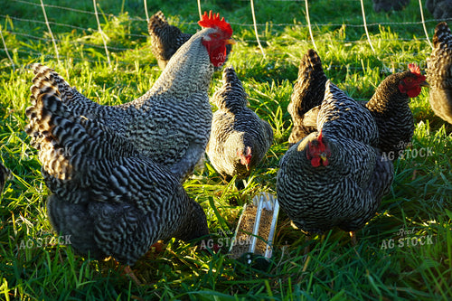 Chickens in Farmyard  65031