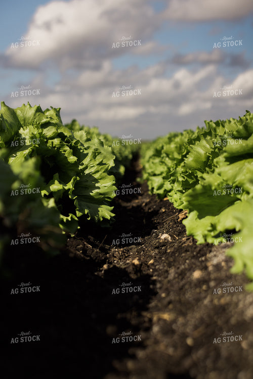 Iceberg Lettuce Field 7349