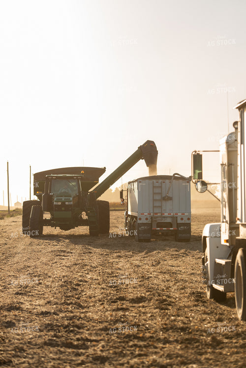 Soybean Harvest 274018