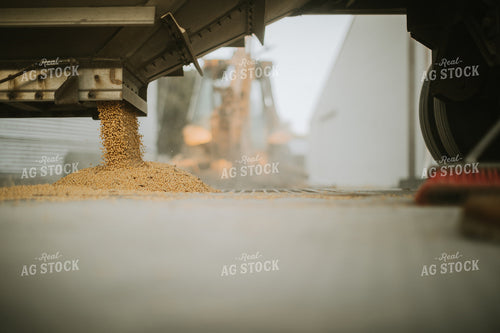 Unloading Soybeans 6729