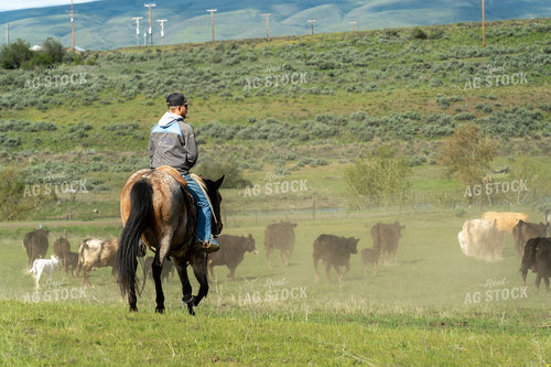 Rancher on Horseback Herding Cattle in a Rural Countryside Setting 65280