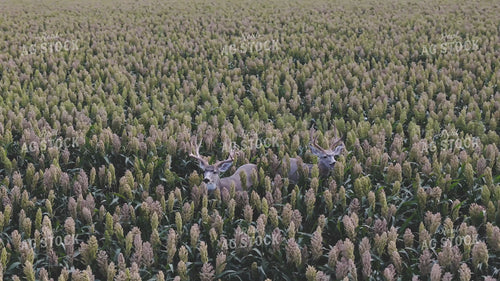 Bucks in Milo Field 239403