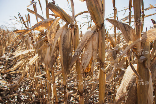 Dried Ears of Corn 67039