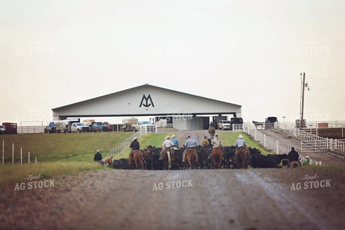 Ranchers Herding Cattle on Horseback 127054